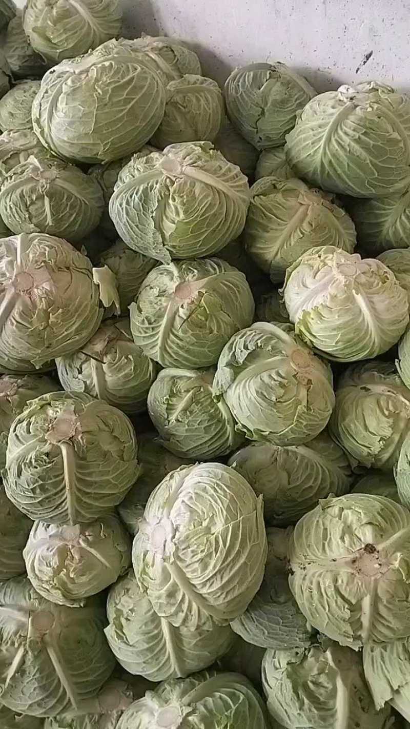汉中包菜装车中，物美价廉，欢迎联系！