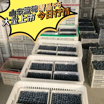 山东蓝莓L11大量上市产地直供量大价优