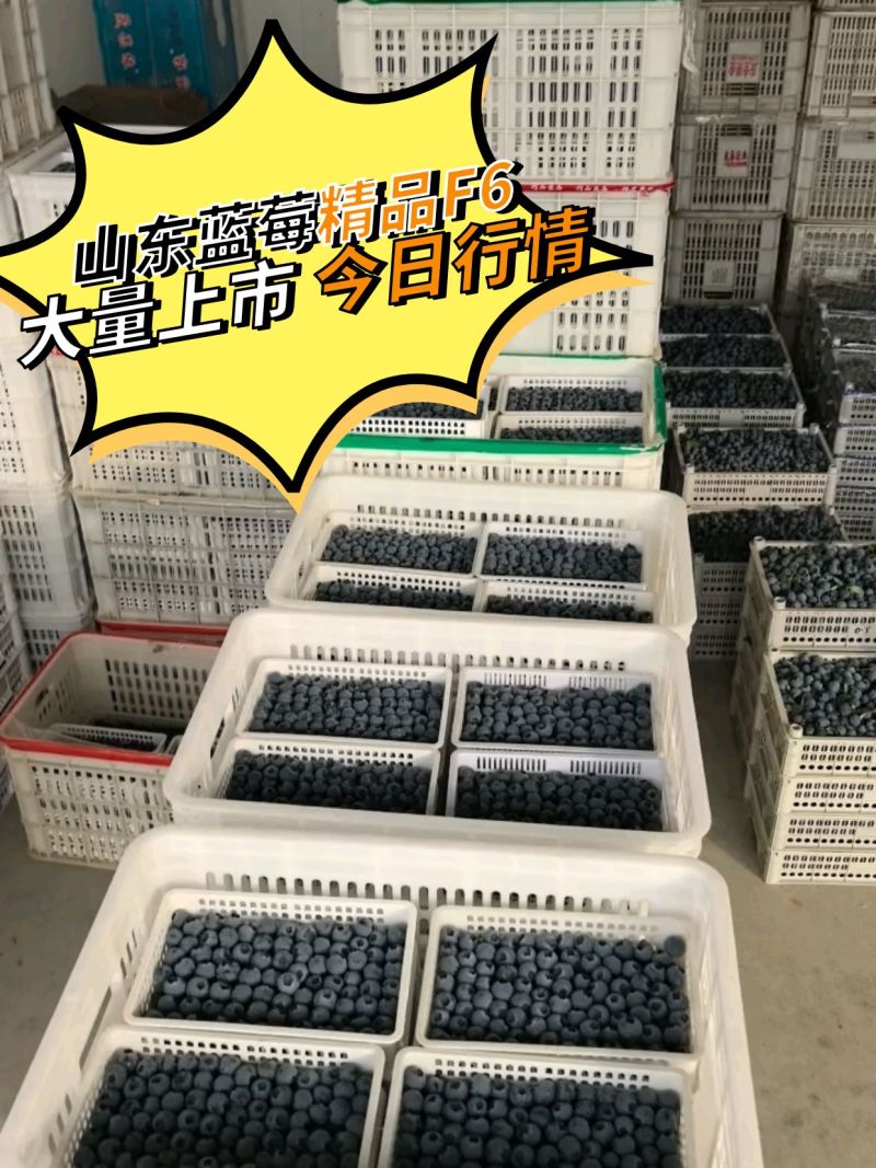 山东蓝莓L11大量上市产地直供量大价优