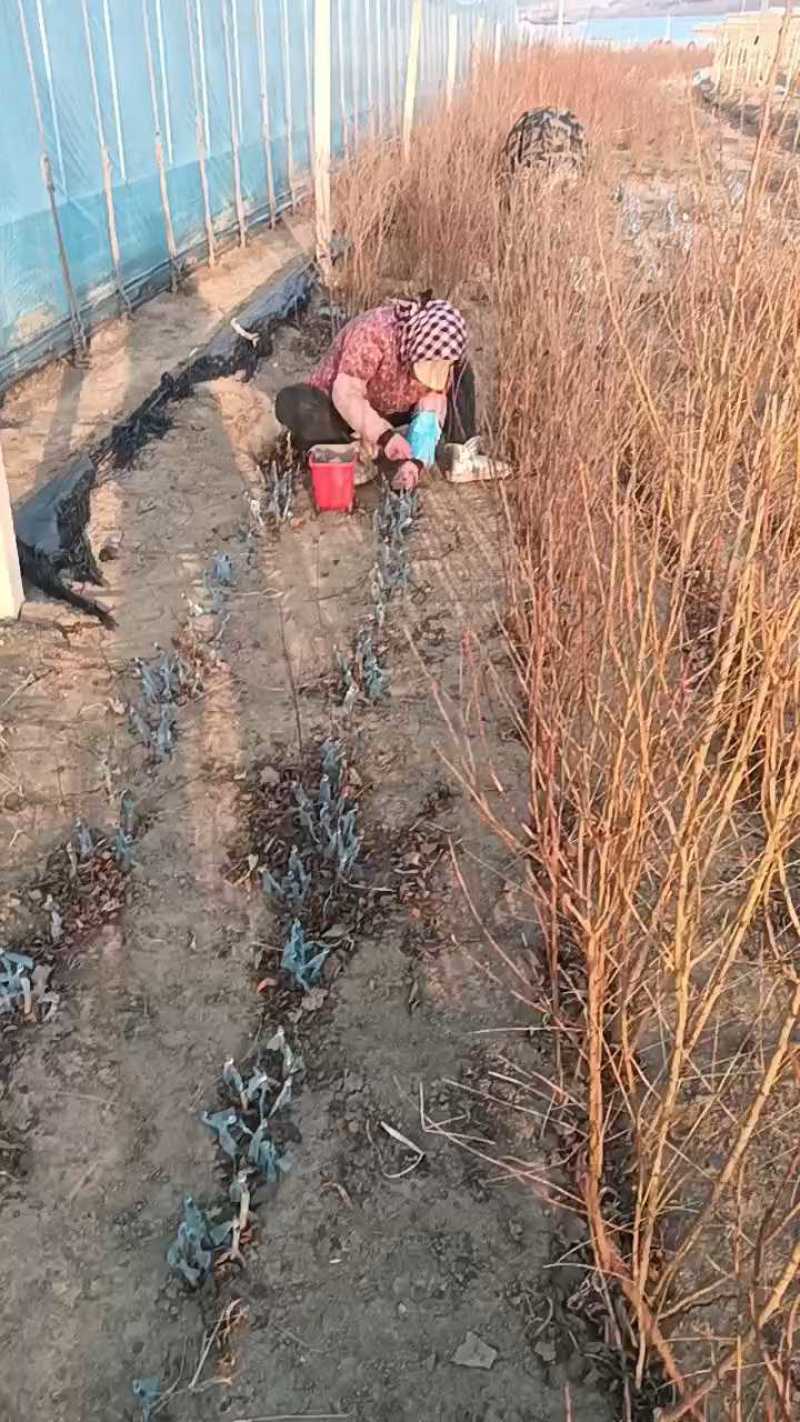 大红袍李子苗，自家苗圃繁育苗，保证纯度保证质量，死苗补发