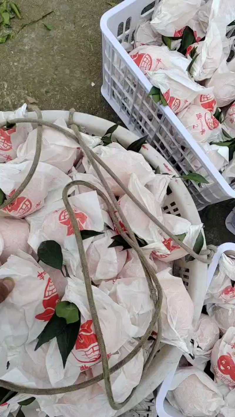 耙耙柑（春见柑桔）大量现货供应，可视频看货发全国