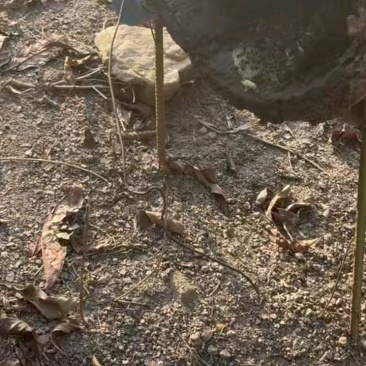 野生土蜂蜜/百花蜜纯度高可视频看货