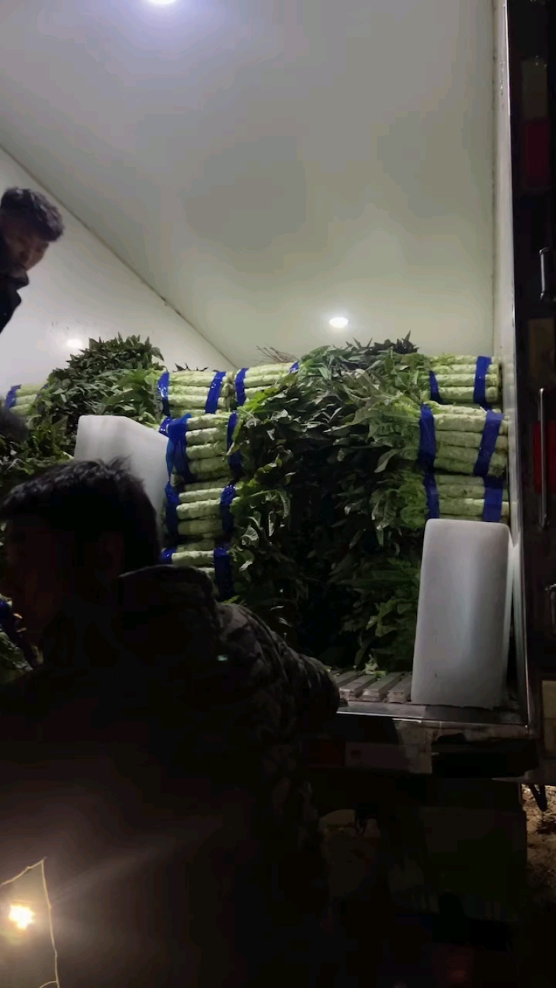 红尖叶莴笋，产地直发，保质保量，量大从优，欢迎客商来咨询