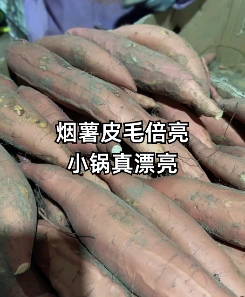 河北烟薯【精品】烟薯25直供电商超市烤薯店欢迎联系