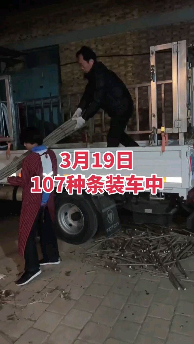 107杨树种条鲁林9号杨树种条扦插条扦插段扦插苗