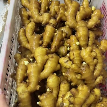 江苏大黄姜【产地批发坏烂包赔】水洗姜风干姜沙土姜
