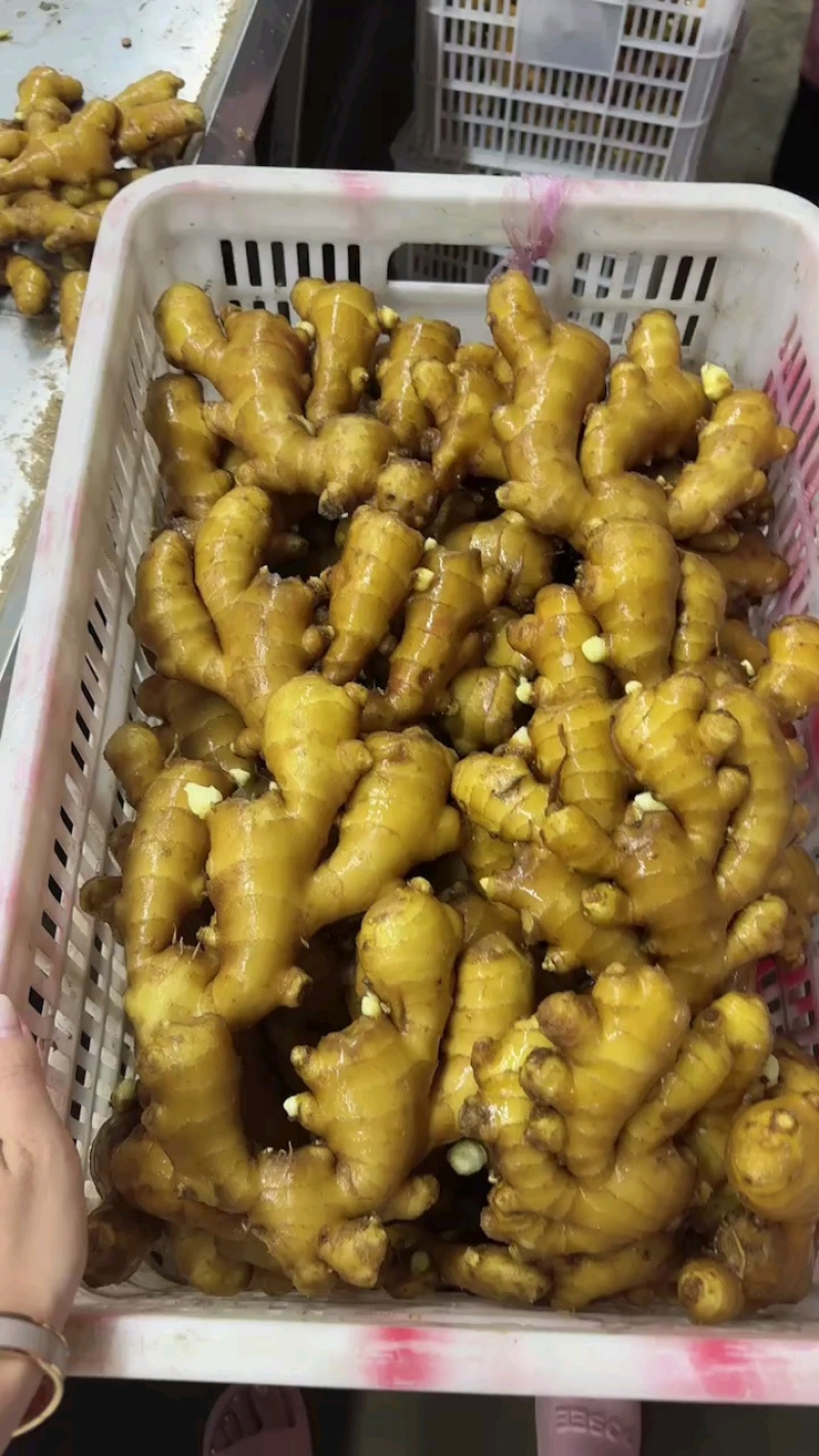 江苏大黄姜【产地批发坏烂包赔】水洗姜风干姜沙土姜