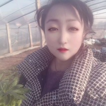 马鞭草
