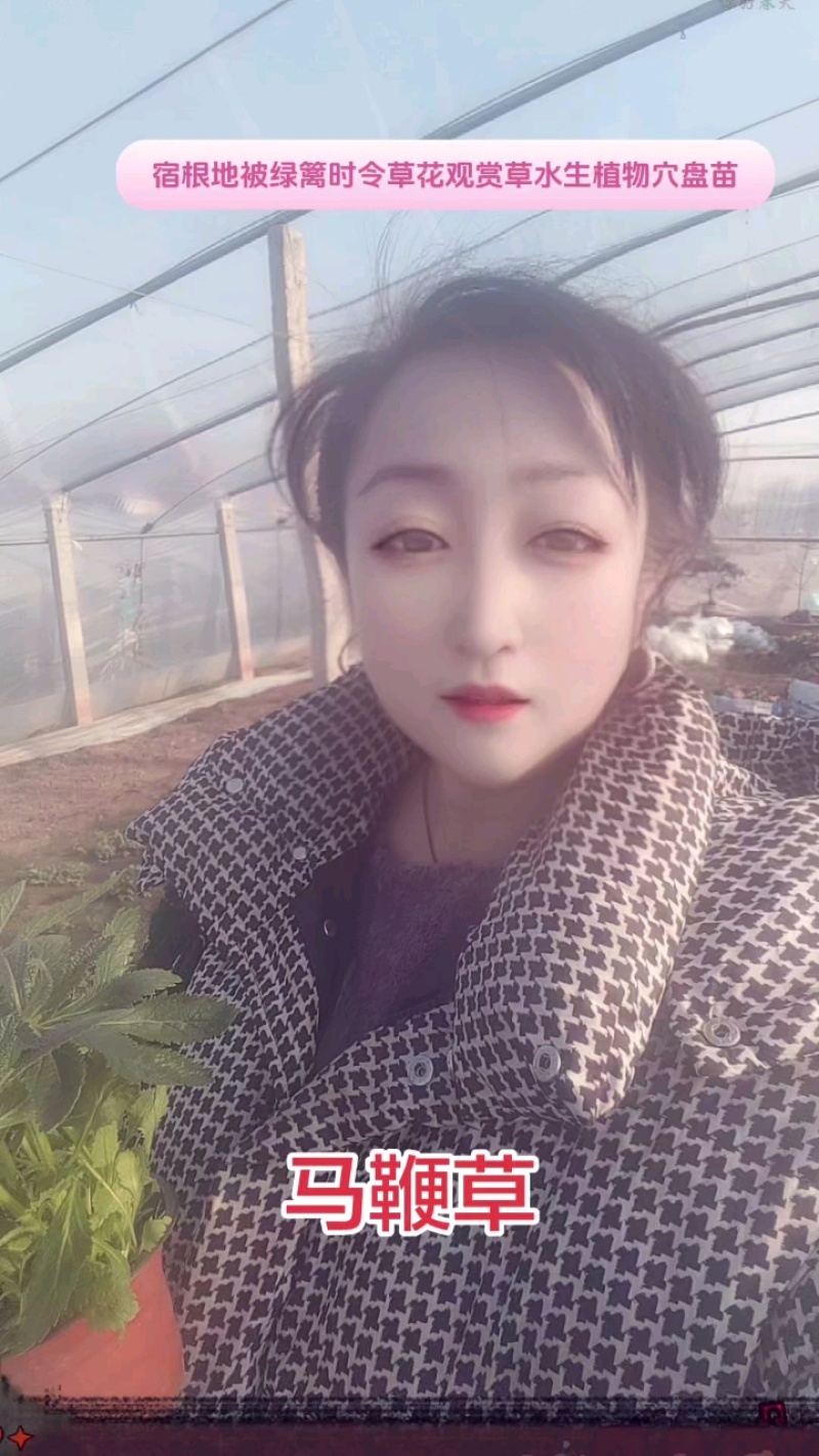 马鞭草
