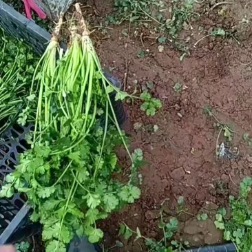 铁杆青香菜，3540元，货量充足。