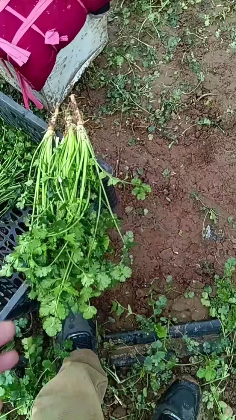 铁杆青香菜，3540元，货量充足。