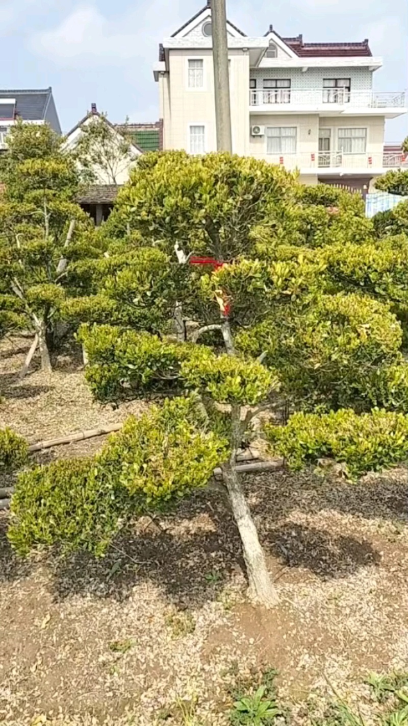 造型黄杨，造型小叶瓜子黄杨，瓜子黄杨杨造型树