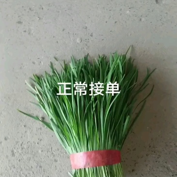 河北大叶韭菜大量上市中一手货源产地直发欢迎来电☎️
