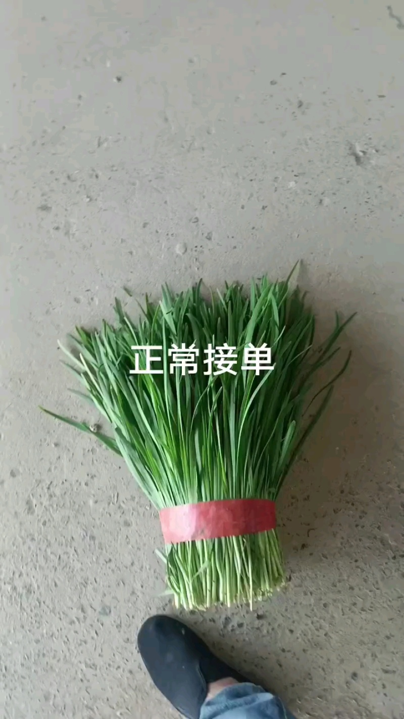 河北大叶韭菜大量上市中一手货源产地直发欢迎来电☎️