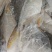 连云港水产金鲳鱼，海水养殖，大量有货，欢迎实地看货