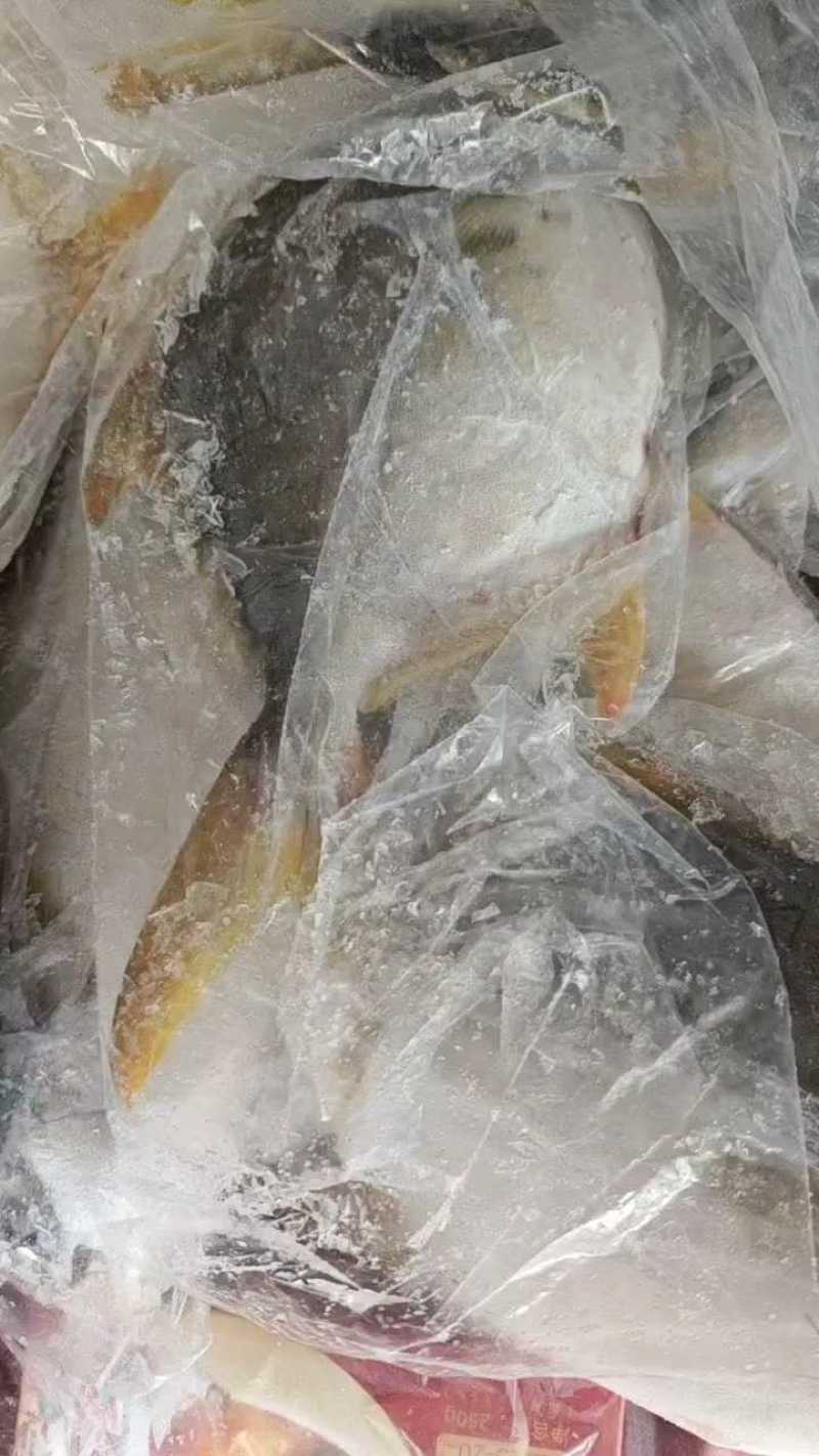连云港水产金鲳鱼，海水养殖，大量有货，欢迎实地看货