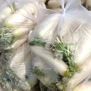 精品白萝卜