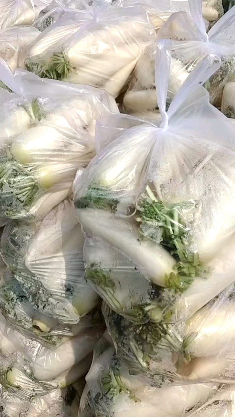 精品白萝卜