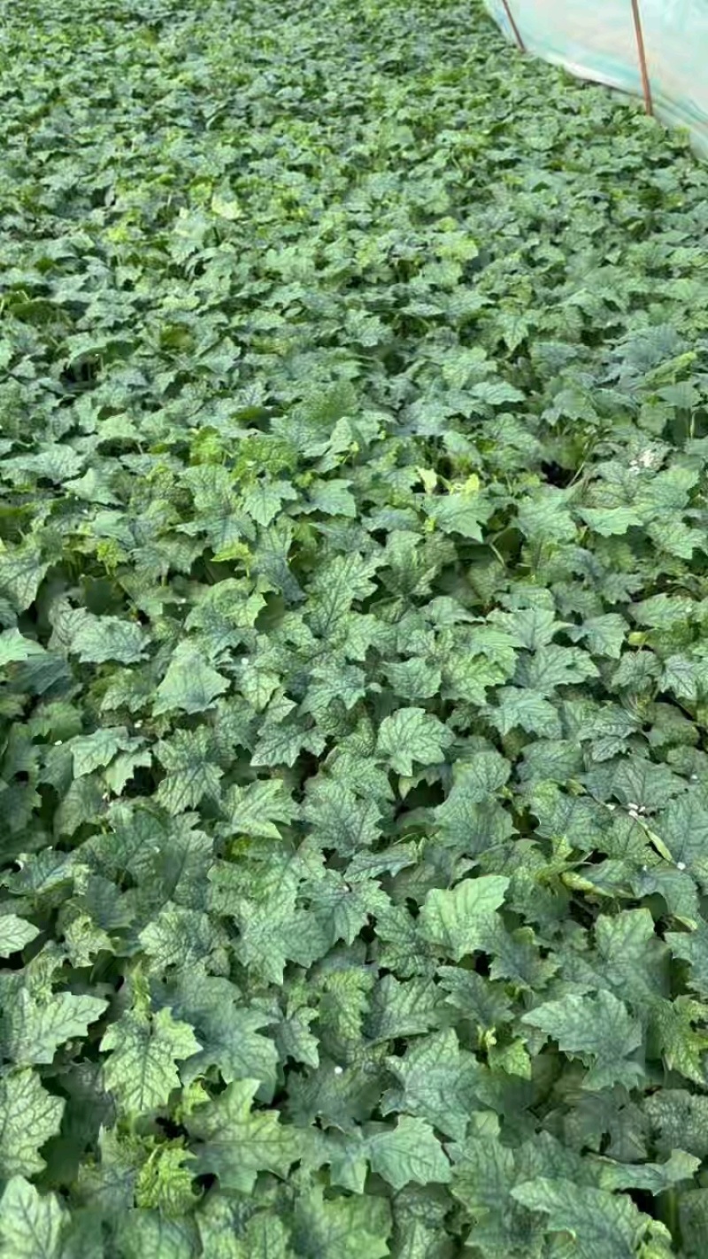 丝瓜苗大量上市，绿油油颗颗能用！