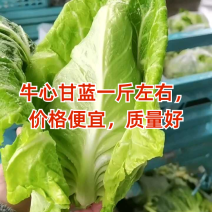 牛心甘蓝大量上市可供各大市场商超电商产地看货