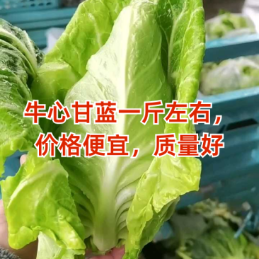 牛心甘蓝大量上市可供各大市场商超电商产地看货