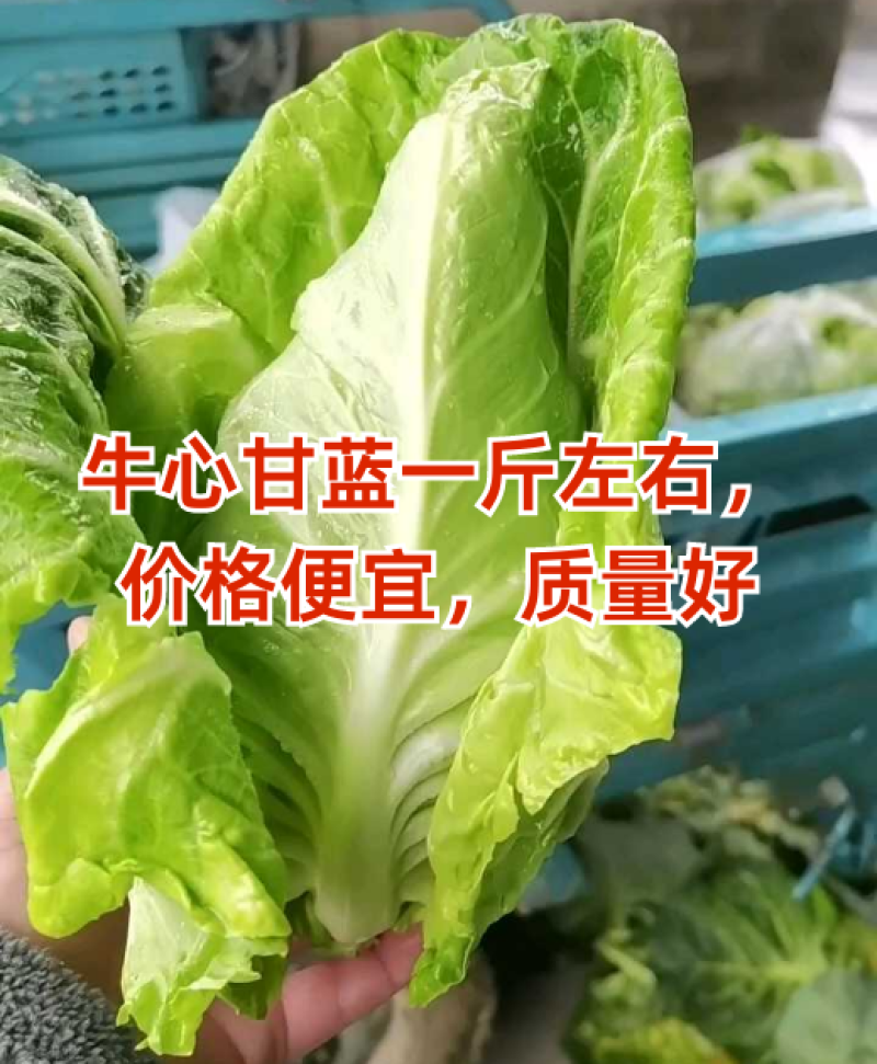 牛心甘蓝大量上市可供各大市场商超电商产地看货