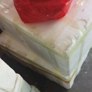 乳鸽，老鸽子，厂家直发欢迎采购