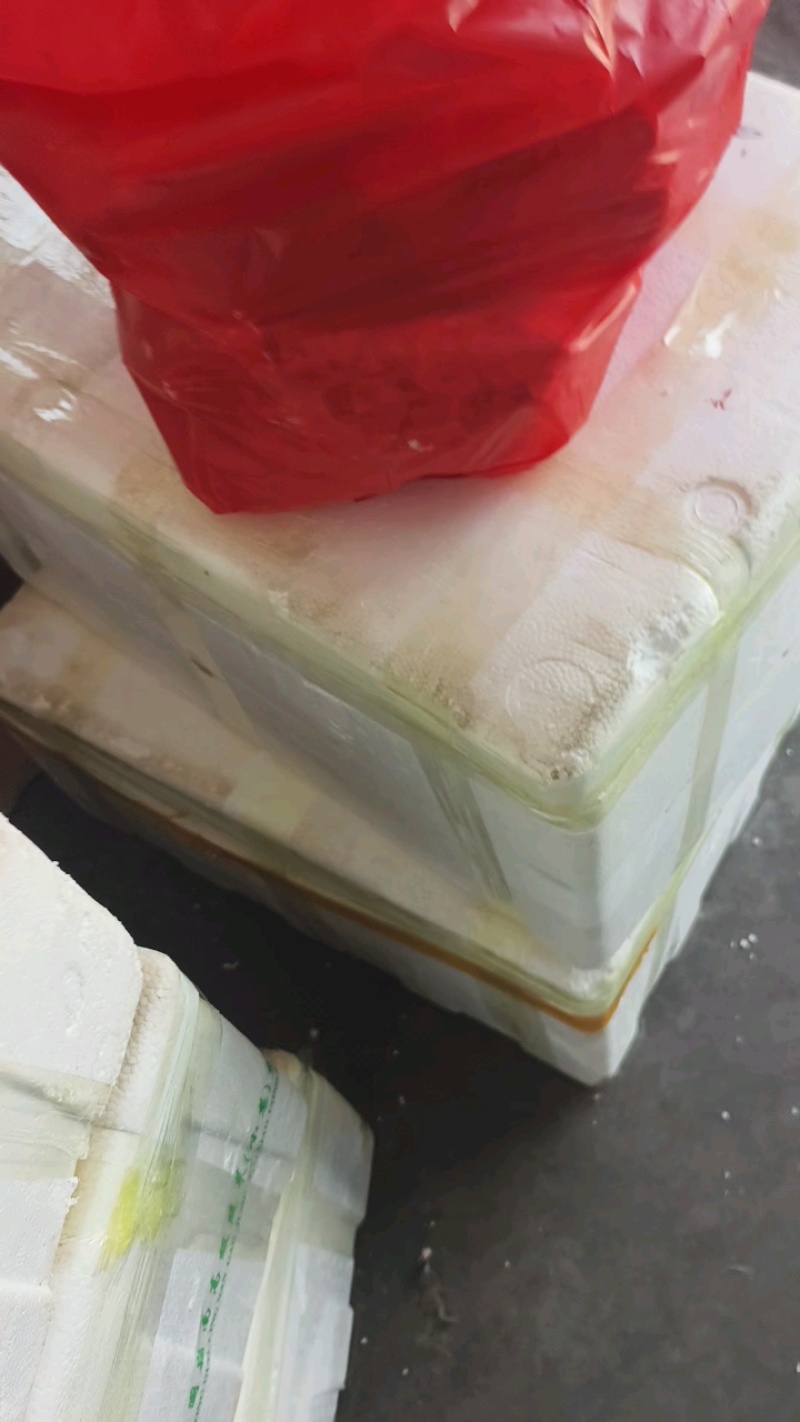 乳鸽，老鸽子，厂家直发欢迎采购