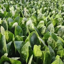 优质小圆叶菠菜，万亩基地直供，质优价廉，做工精细，