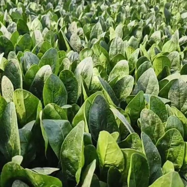 优质小圆叶菠菜，万亩基地直供，质优价廉，做工精细，