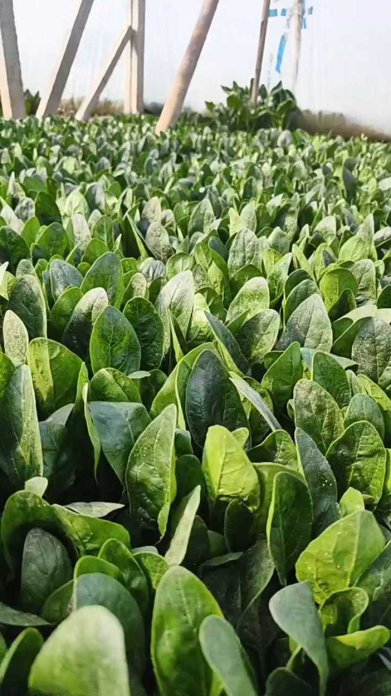 优质小圆叶菠菜，万亩基地直供，质优价廉，做工精细，