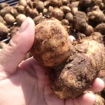 毛芋头8520，沙土地的，大中小，大量有货供应，货源充足
