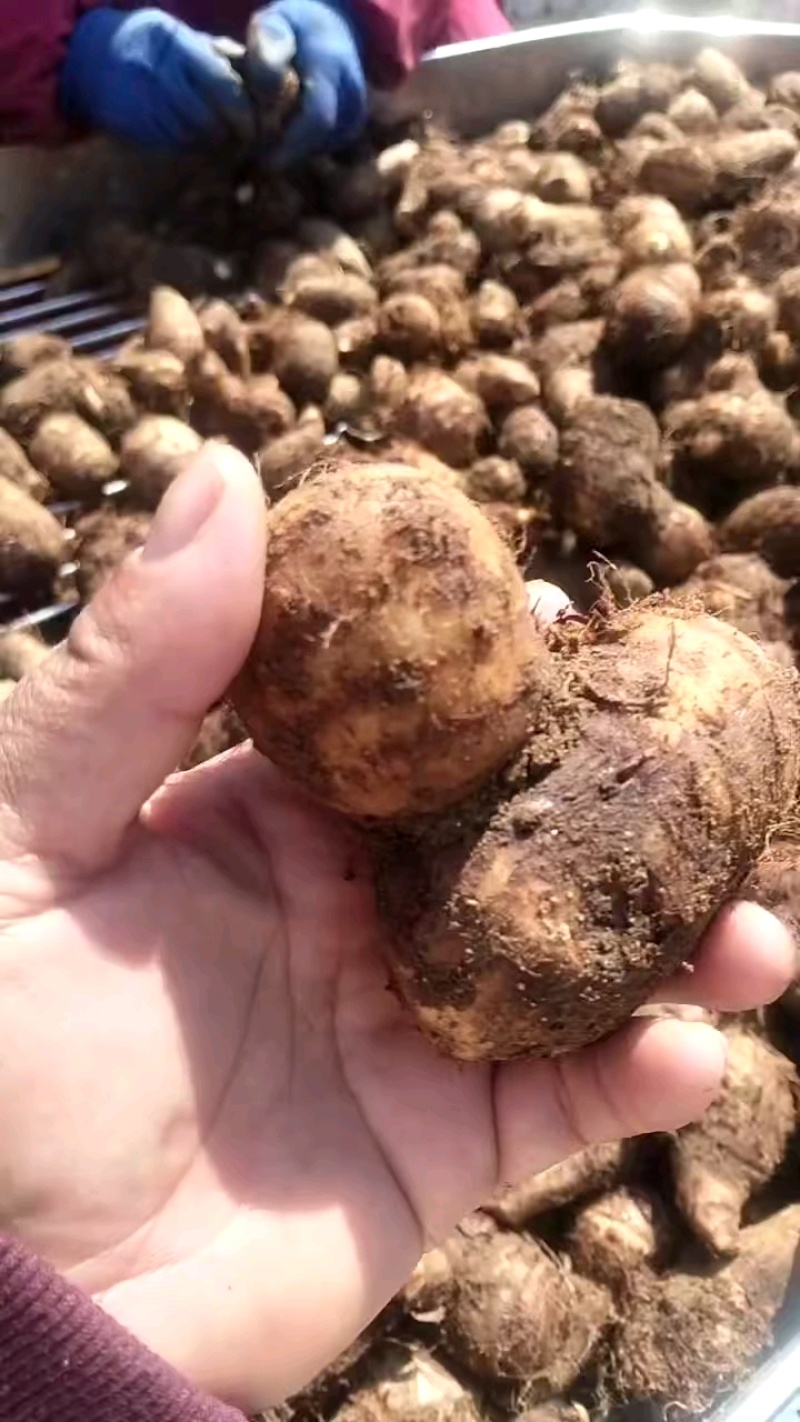 毛芋头8520，沙土地的，大中小，大量有货供应，货源充足