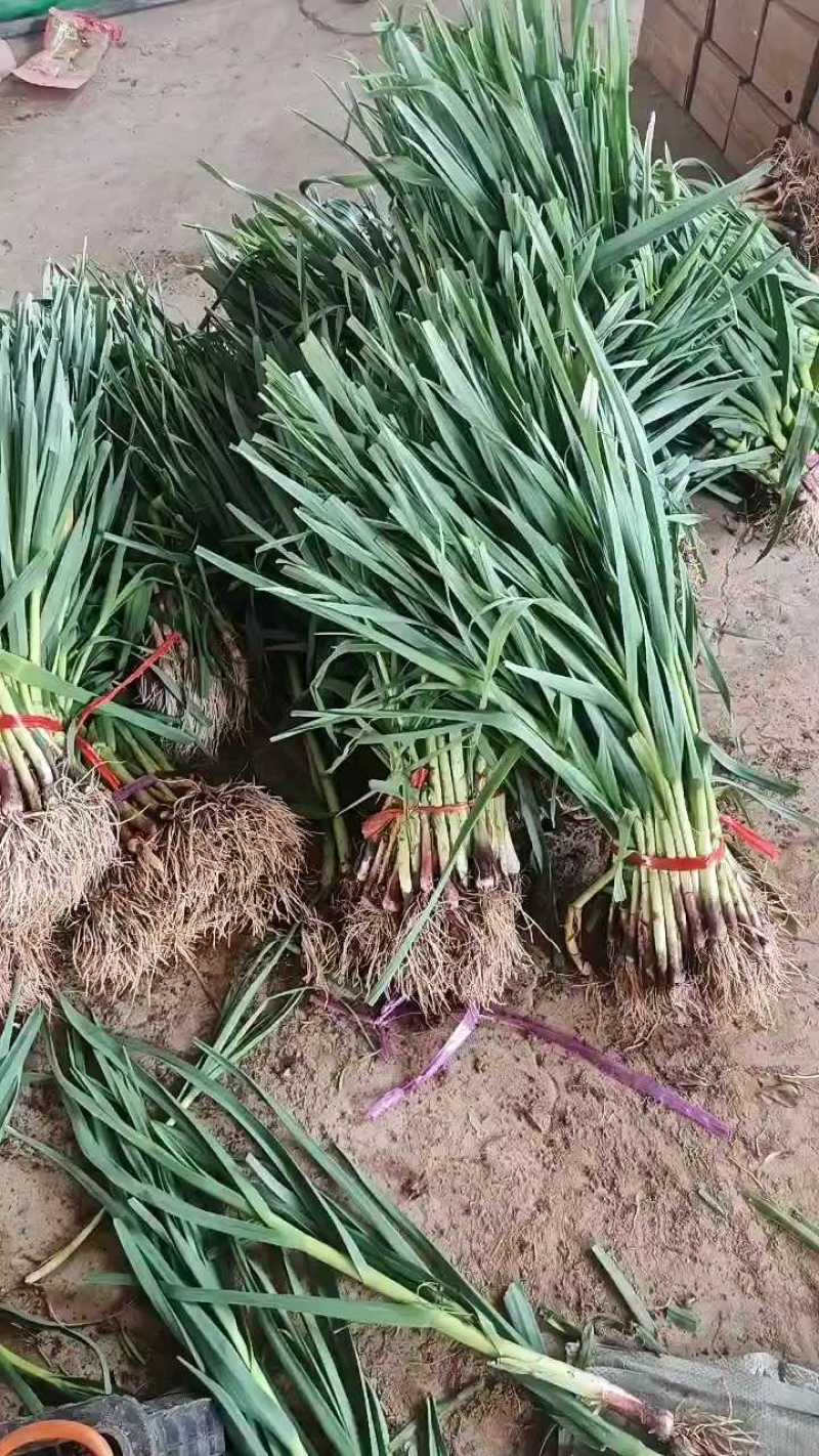 山东金乡红根蒜苗