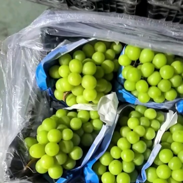 阳光玫瑰精品阳光玫瑰葡萄河北葡萄对接档口电商商标市场