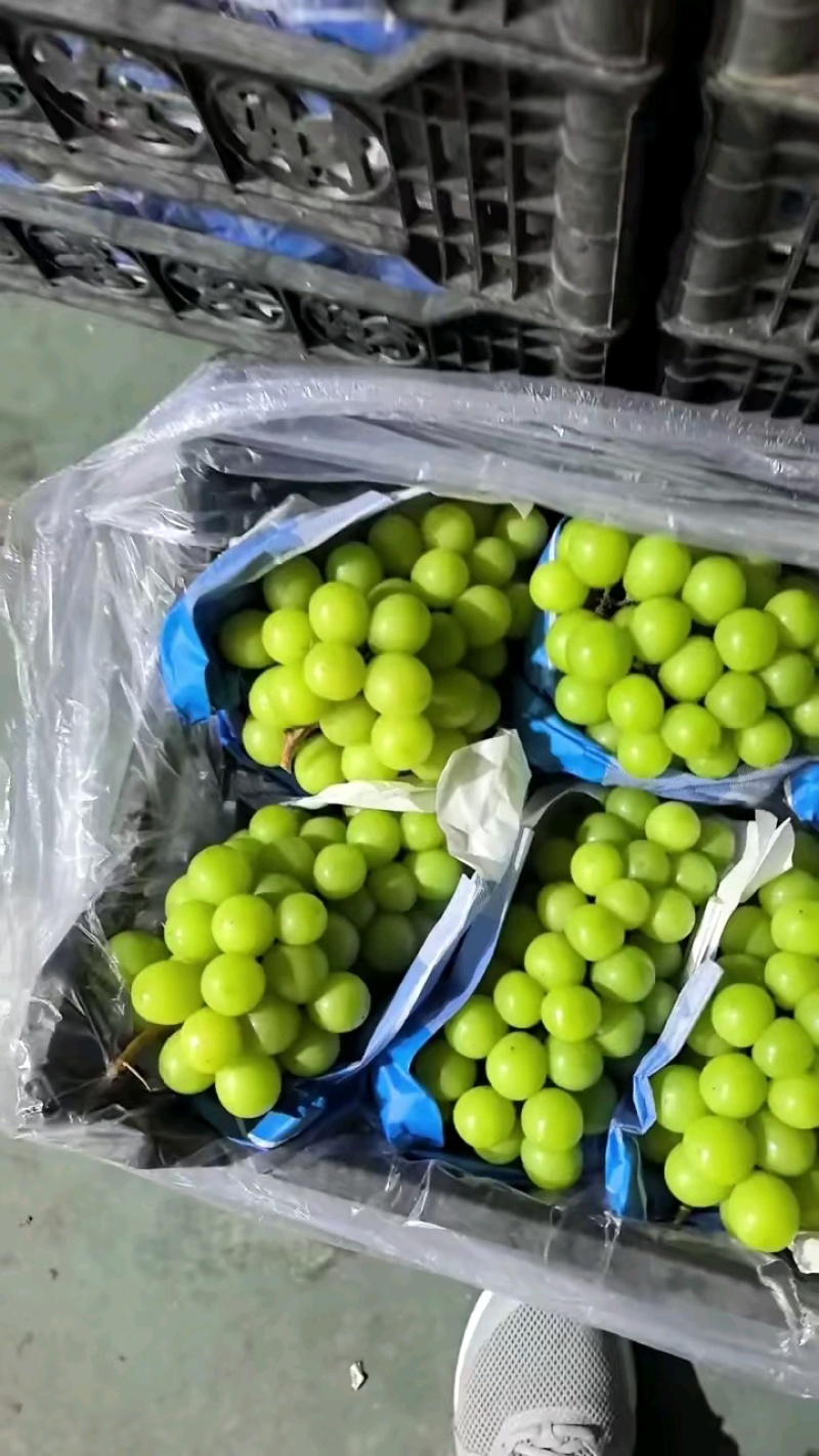 阳光玫瑰精品阳光玫瑰葡萄河北葡萄对接档口电商商标市场