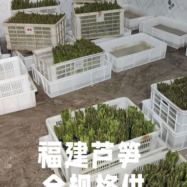 《万人合作商》福建芦笋大量上市中诚信至上保质保量一条龙