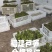 《万人合作商》福建芦笋大量上市中诚信至上保质保量一条龙