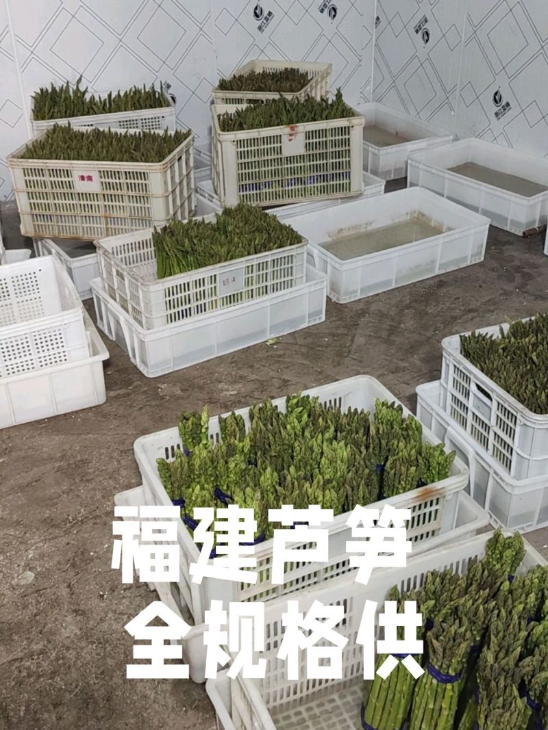 《万人合作商》福建芦笋大量上市中诚信至上保质保量一条龙