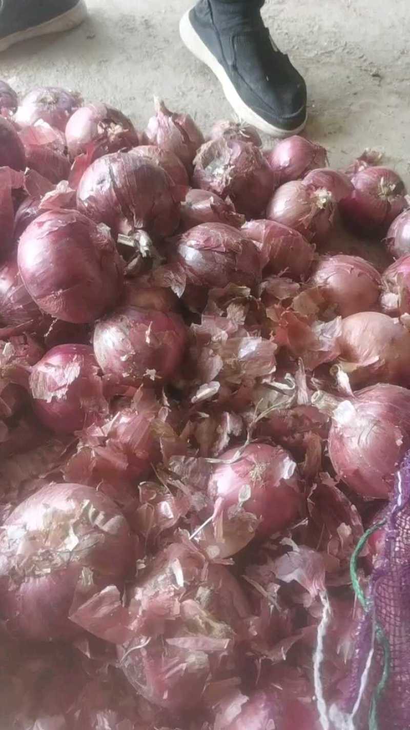 水果洋葱