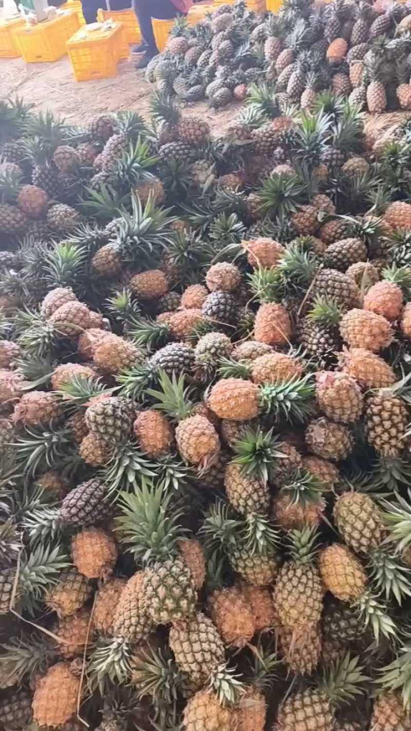 凤梨品质保证服务周到产地直发价格美丽欢迎联系沟通
