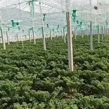 羽麒麟1号羽衣甘蓝