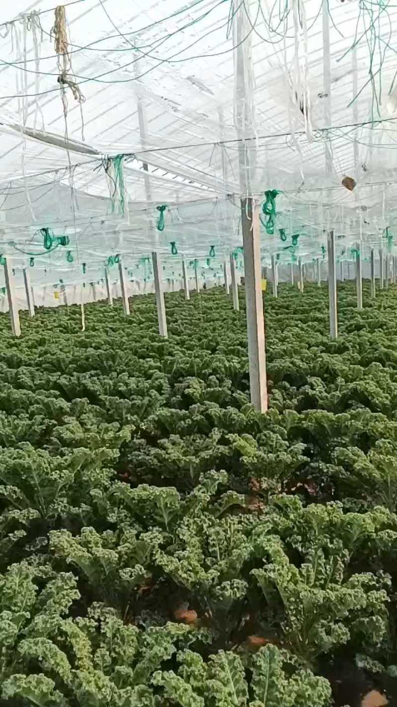 羽麒麟1号羽衣甘蓝
