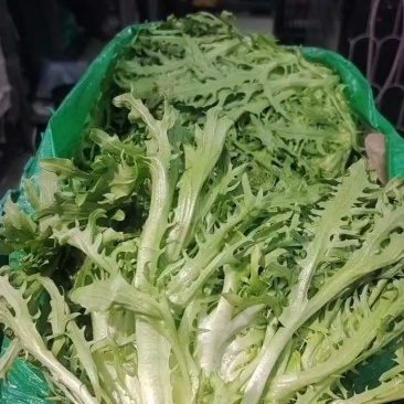 【苦菊】苦苣细丝，无黄叶，黄尖，烂芯等10斤1袋