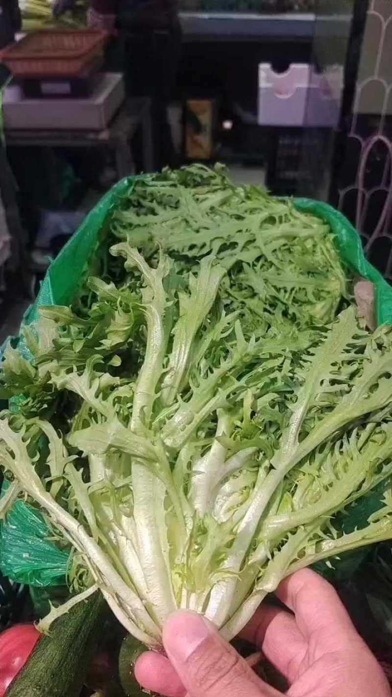 【苦菊】苦苣细丝，无黄叶，黄尖，烂芯等10斤1袋