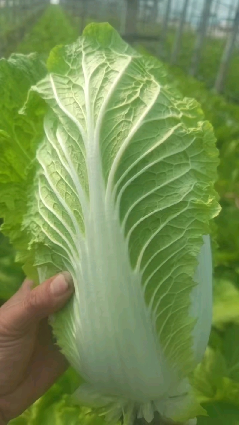 大白菜，黄心大白菜，心实出菜多，货量充足质量好。