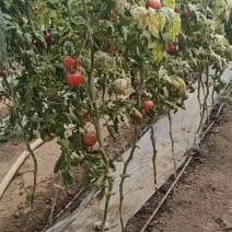 江苏一手货源硬粉西红柿新鲜上市价格美丽对接全国量大从优