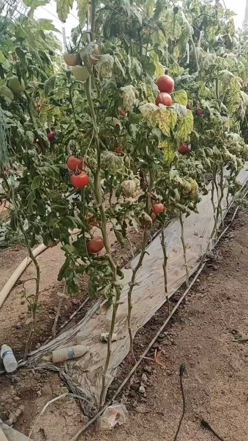 江苏一手货源硬粉西红柿新鲜上市价格美丽对接全国量大从优