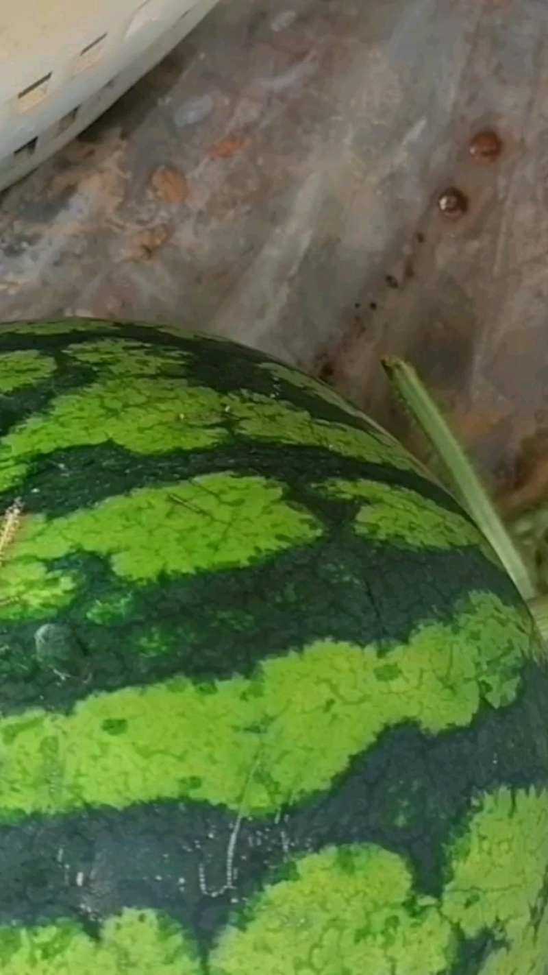 云南美都西瓜