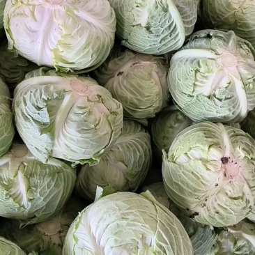 包菜正在装车中…叶片嫩绿，个头适中，大量有货…